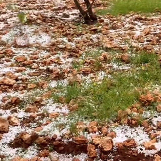 Dolu yağışı Antep fıstığı bahçelerine zarar verdi