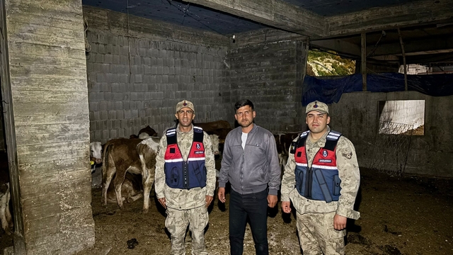 Kilis'te kaybolan büyükbaş hayvanlar jandarma tarafından bulundu