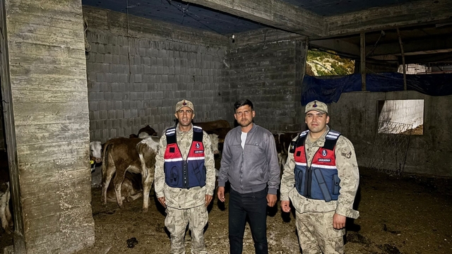 Kilis'te kaybolan 13 büyükbaş hayvan jandarma tarafından bulundu