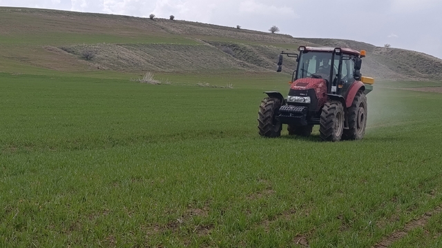 Ahlat'ta buğday tarlalarında gübre mesaisi