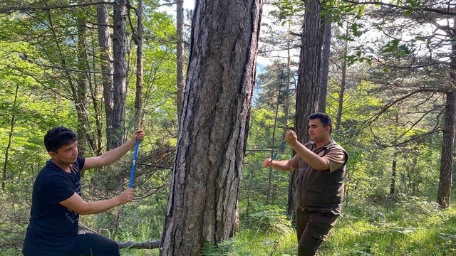 KBÜ'den küre dağları'nda kritik araştırma: İklim değişikliği ormanları nasıl etkiliyor
Projede ağaçların sıcaklık ve yağışa tepkileri incelendi, çarpıcı sonuçlar ortaya çıktı