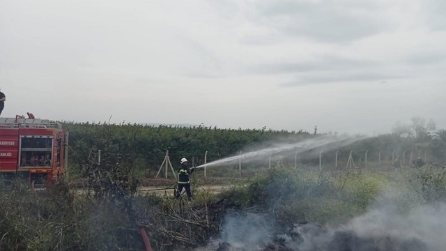 Hassa'da zeytinlik  yangını