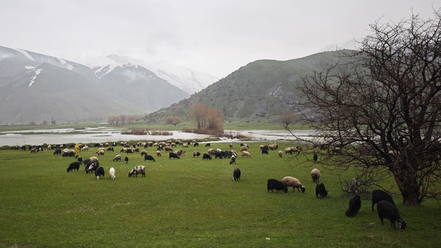 Bitlis'te meralar yeşerdi, hayvanlar otlaklara çıktı