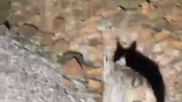 Koruma altında bulunan 'vaşak' Tunceli'de görüntülendi