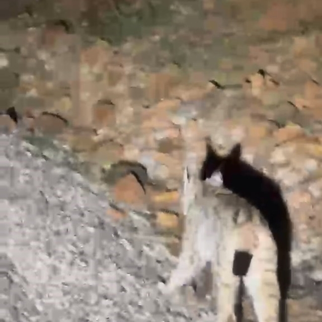 Koruma altında bulunan 'vaşak' Tunceli'de görüntülendi