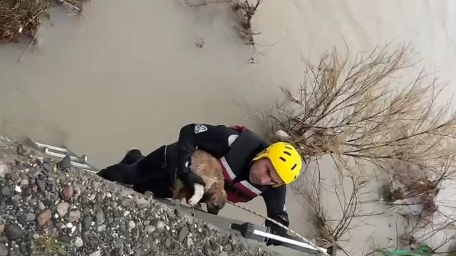 Batman Çayı'nda adacıkta mahsur kalan köpek kurtarıldı