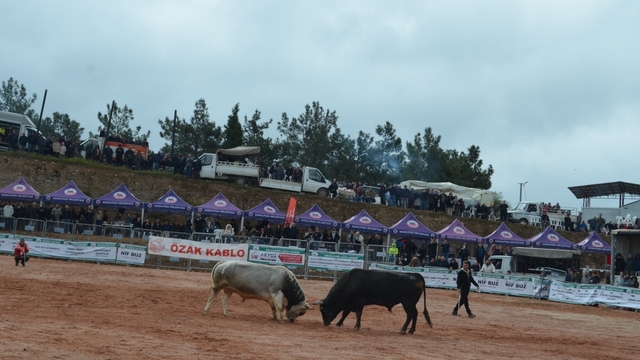 İzmir'de 3. Boğa Güreşleri Festivali heyecanı yaşandı