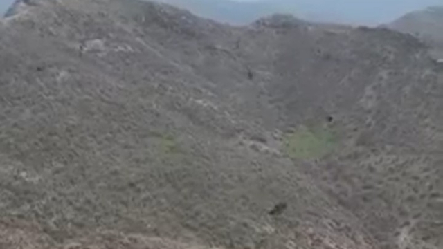 Şırnak'ta kartalın domuz avı kamerada