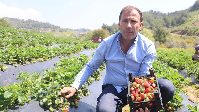 Hatay'da çilek hasadı başladı
