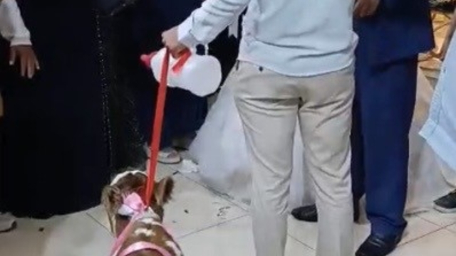 Osmaniye'de damada düğünde altın yerine buzağı verildi