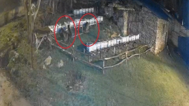 Bayburt'ta iki farklı arılığı talan eden ayılar köpek havlayınca kaçtı