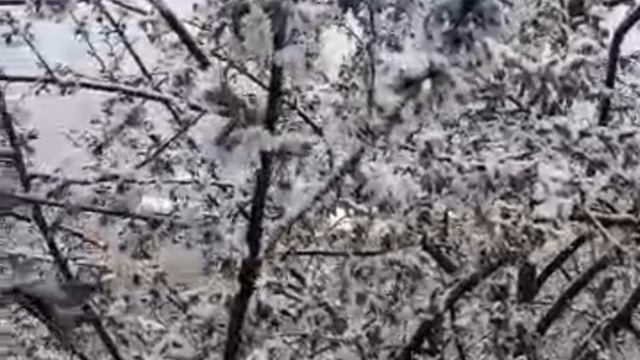 Adana'da kiraz çiçekleri karla kaplandı