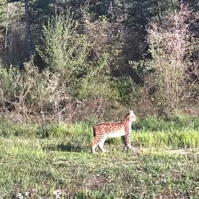 Ovacık'ta nadir tür vaşak fotokapana yansıdı
