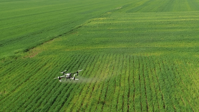 Hububat üreticisi nem artışıyla oluşabilecek hastalıklara karşı dronla ilaçlama yapıyor