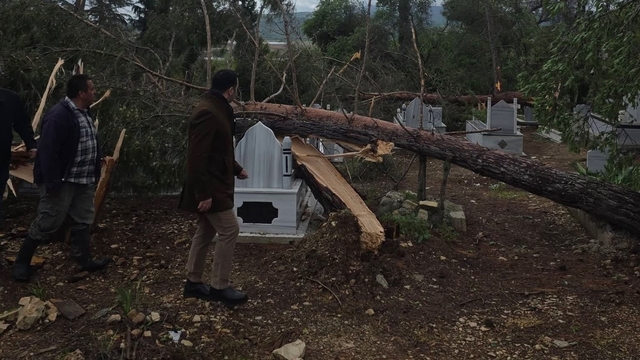 Adıyaman'da fırtına da ağaçlar devrildi
