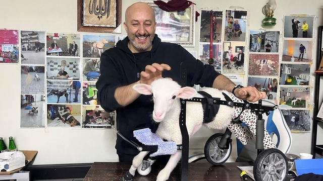Demir ustası felçli canlara 'umut' oluyor: 9 yılda bin hayvanı ayağa kaldırdı
