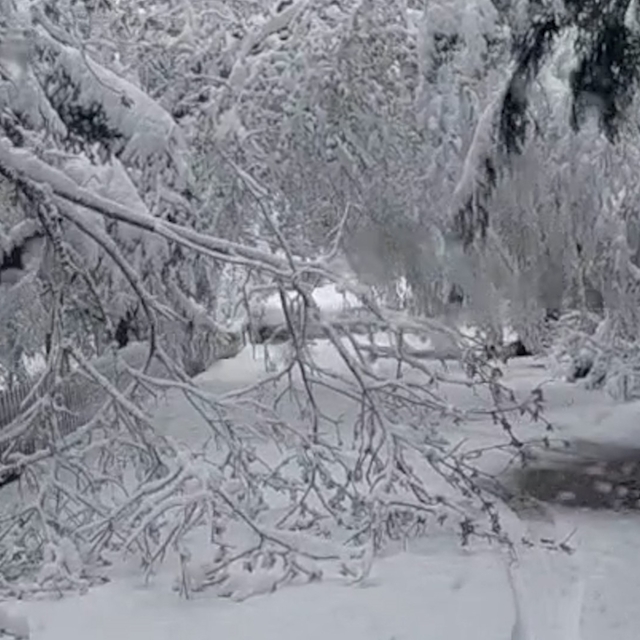 Bolu'da mayıs karı ağaç dallarını kırdı