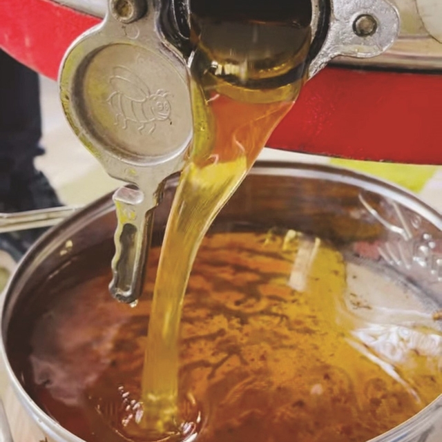 Gazipaşa'da çiçek balı hasadı başladı
Süzme balın kilogramı bin 250 TL, pet...