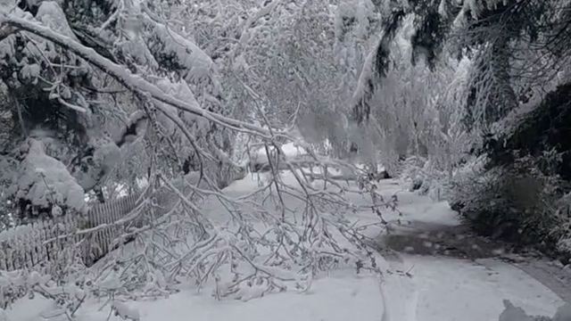 Bolu'da mayıs karı ağaç dallarını kırdı