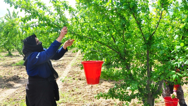 Manisa'nın 'dumanlı papaz eriğinde' hasat başladı