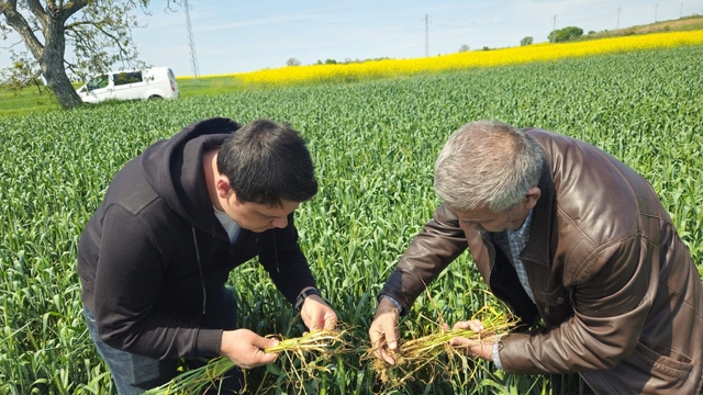 Edirne'de buğday ekili alanlarda hastalık uyarısı
Edirne'de yağışlar tehlike getirdi, tarlalarda hastalık uyarısı