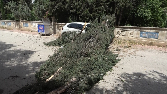 Antalya'da mezarlıktaki ağaç devrildi, park halindeki araç zarar gördü