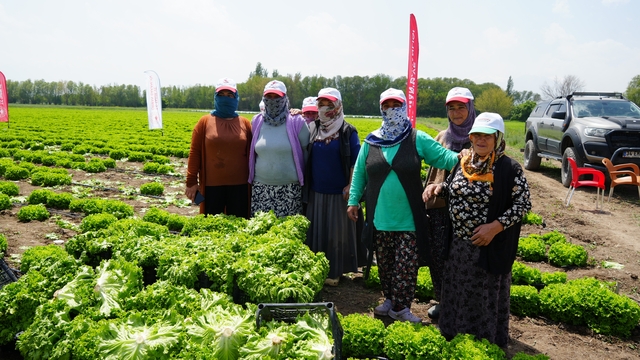Iğdır'da sezonun ilk hasadı marulla başladı