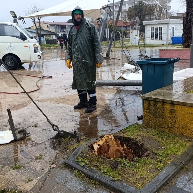 Sakarya'da 25 metrelik kavak ağacı şiddetli rüzgara dayanamadı