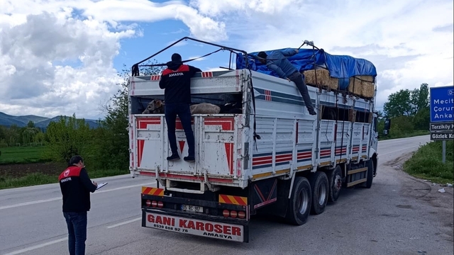 Amasya'dan batı illerine sevk edilen kurbanlıklar denetleniyor