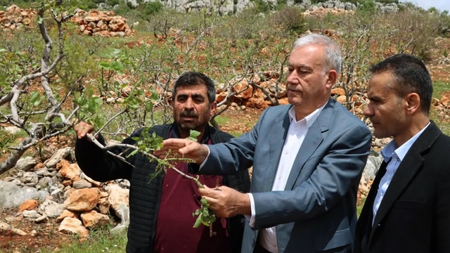 Araban'da 'süper hücre' fırtınası fıstık bahçelerine zarar verdi