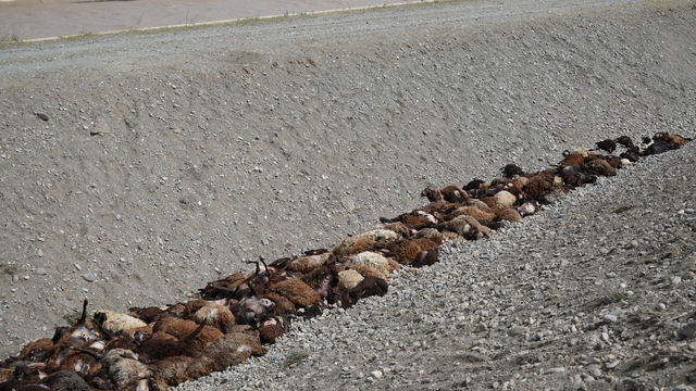 Iğdır'daki arı saldırısının ardından bölgede hasar tespiti sürüyor