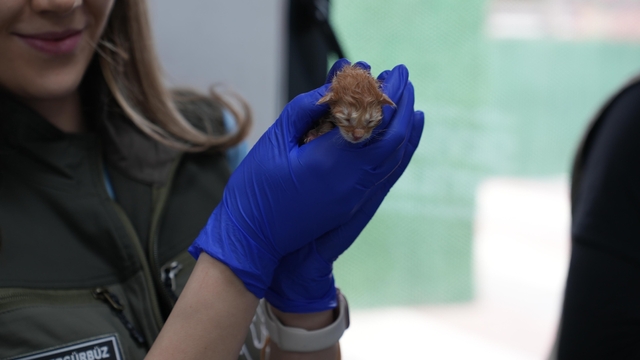 Süt anne kedi, 3 kediyi de sahiplendi