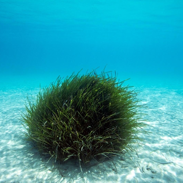 'Bodrum'da 2004 yılından beri bin ila 2 bin hektarlık bir alanda deniz çayı...