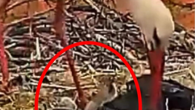 Yaren leylek ile Nazlı'nın 5 yavrusu oldu
