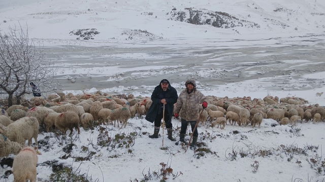 Tipi vurdu heyelan yolu kapattı, 2 çoban ve yaklaşık 650 küçükbaş hayvan yaylada mahsur kaldı
Koyunları bırakmak istemeyen çobanların yaşam şartları sağlandı, hayvanlara saman ve yiyecek bırakıldı
Kurtarma ekipleriyle dönmek istemeyen çobanlar, heyelan sebebiyle çöken yolun yapılmasını bekleyecek