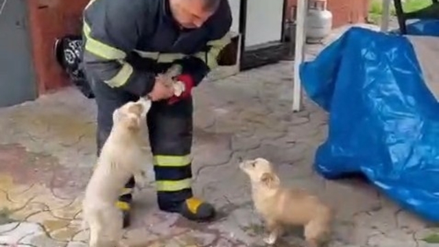 Niğde'de baraj taşkınında mahsur kalan 2 yavru köpek itfaiye ekiplerince kurtarıldı