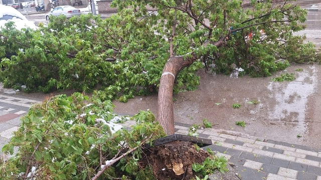 Karın ağırlığına dayanamayan ağaçlar devrildi