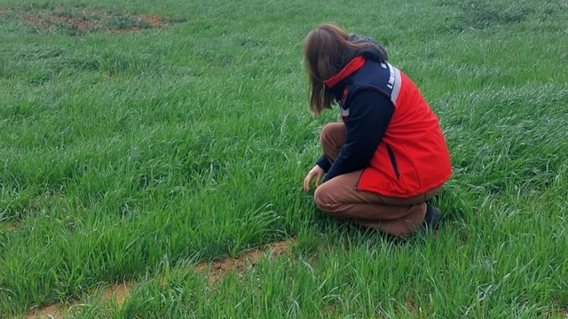 Uşak İl Tarım ve Orman Müdürlüğü ekiplerince sarı pas hastalığına karşı üreticileri bilgilendirdi
