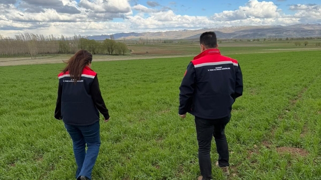 Aydıntepe'de hububat ekili alanlarda hastalık ve zararlı kontrolü yapıldı