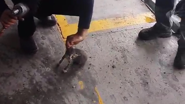 Otomobilin motoruna giren yavru kedi kurtarıldı