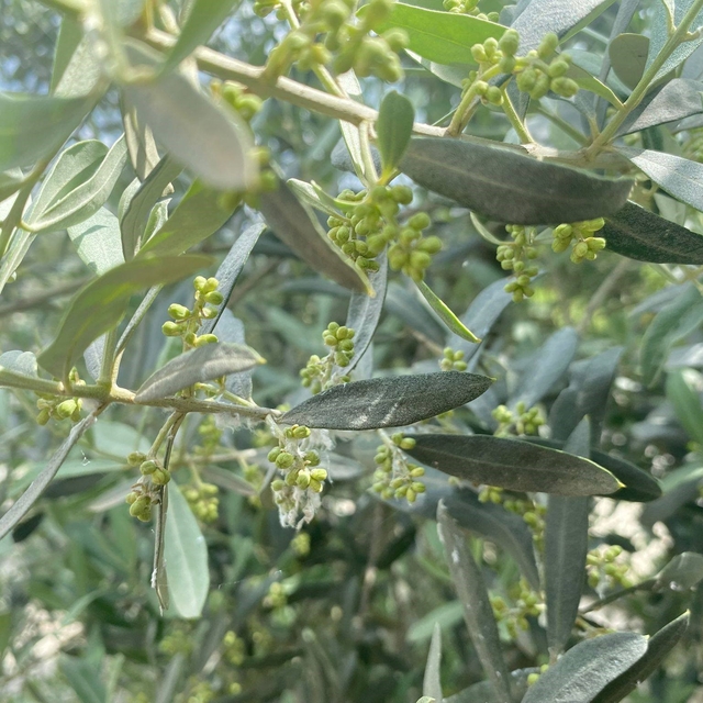 Salihli'de halkalı leke uyarısı