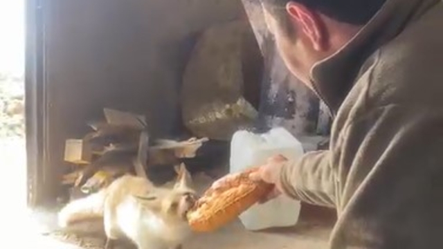 Ahlat'ta tilki ile işçilerin dostluğu gülümsetiyor