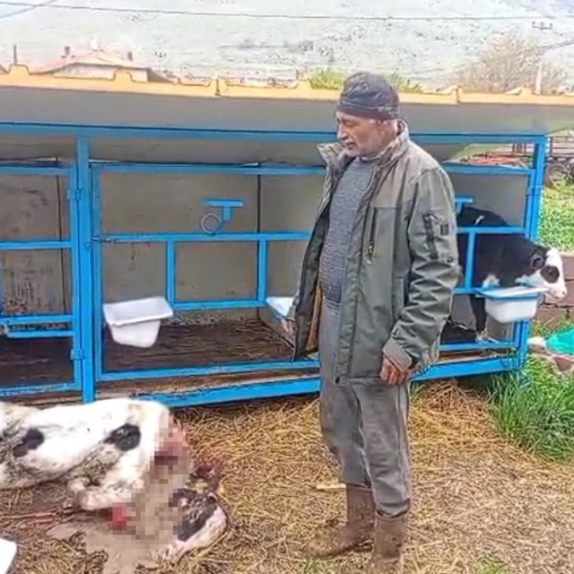 Başıboş köpekler buzağıyı parçaladı