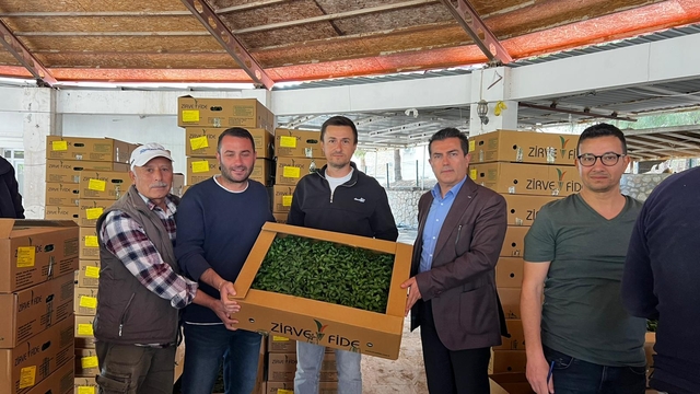Datça'da "Ata sebze fideleri" çiftçilere dağıtıldı