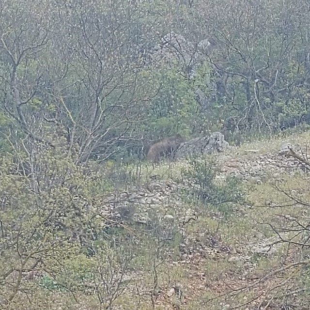 Orhaneli yolunda ayı paniği kamerada