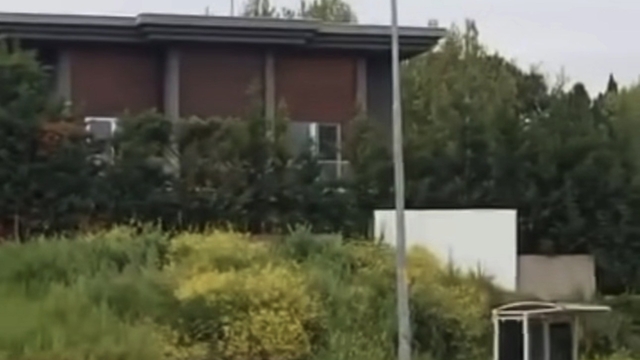 Aç kalan domuz sürüsü, gündüz şehir merkezine indi