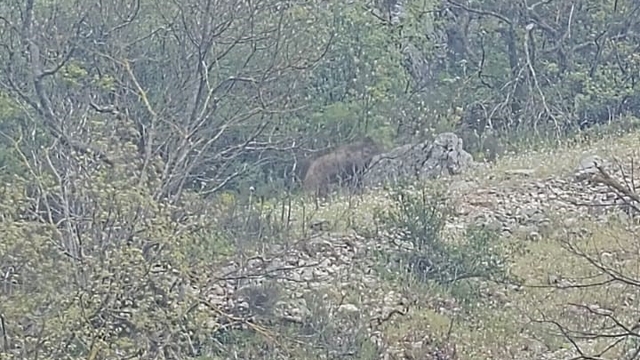 Orhaneli yolunda ayı paniği kamerada