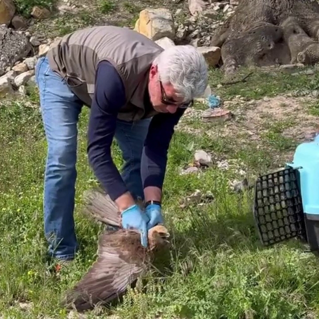 Bitkin halde bulunan kızıl şahin tedavisinin ardından doğaya salındı