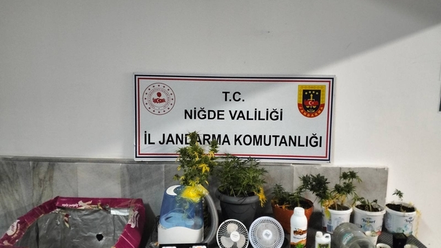 Niğde'de yasadışı kenevir yetiştirenlere operasyon
