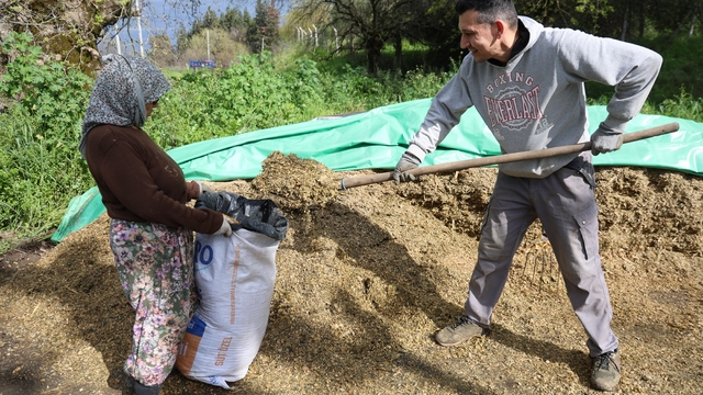 Aydın'da bahar bereketi, yağışlar hayvancılık sektörüne yaradı